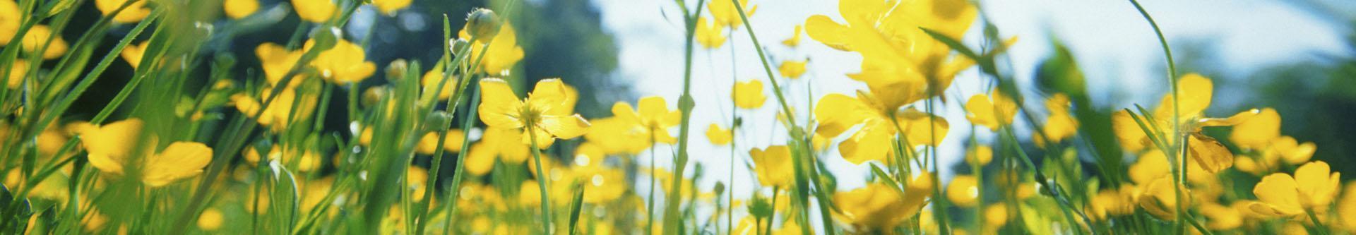 Żółte jaskry polne